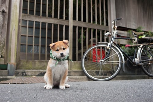 20151020 16代目